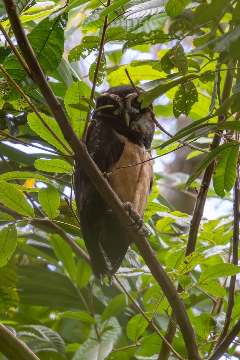 Spectacled Owl - ML619299012