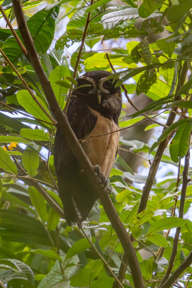 Spectacled Owl - ML619299013