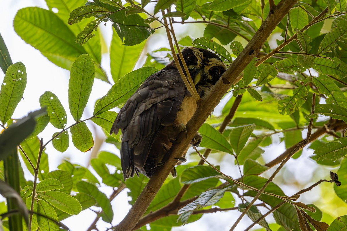 Spectacled Owl - ML619299020