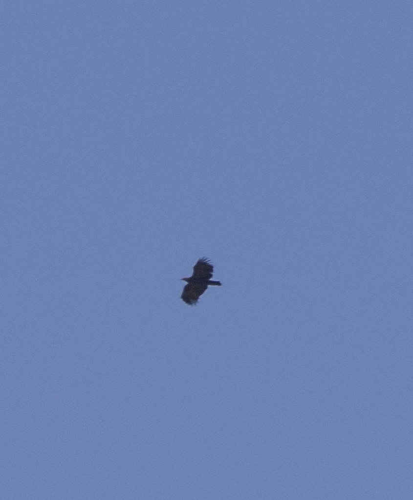 Greater Spotted Eagle - ML619299077