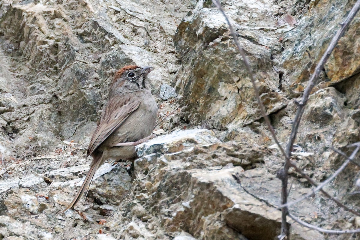 Rufous-crowned Sparrow - ML619299078