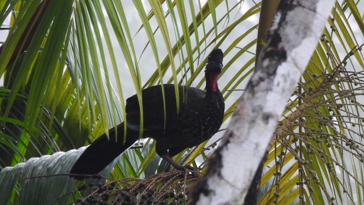 Crested Guan - ML619299092