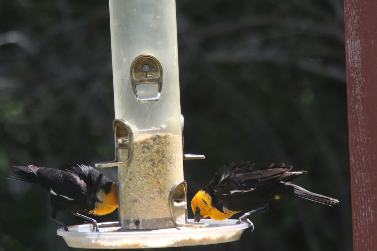 Yellow-headed Blackbird - ML619299105