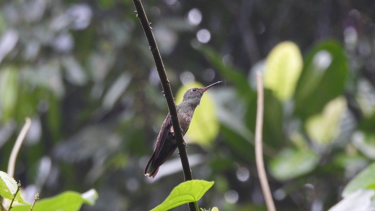 kolibřík skvrnitoprsý - ML619299132