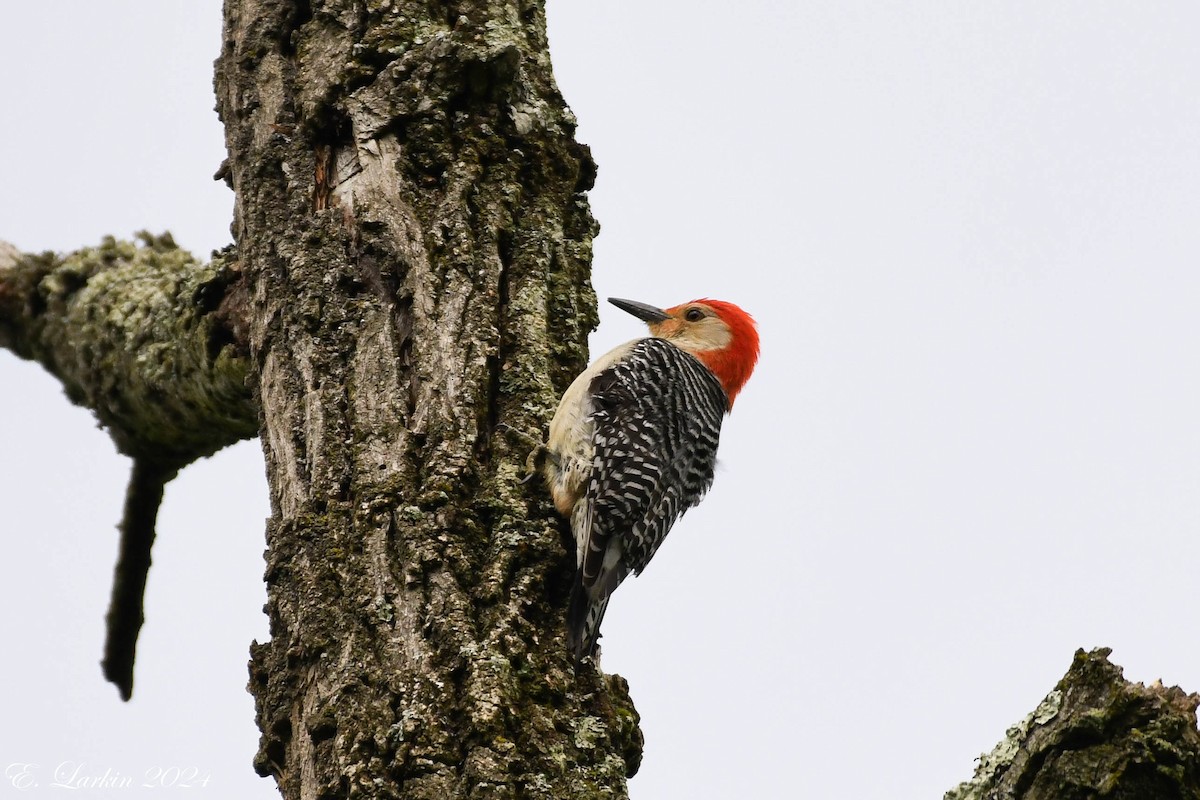 Red-bellied Woodpecker - ML619299142