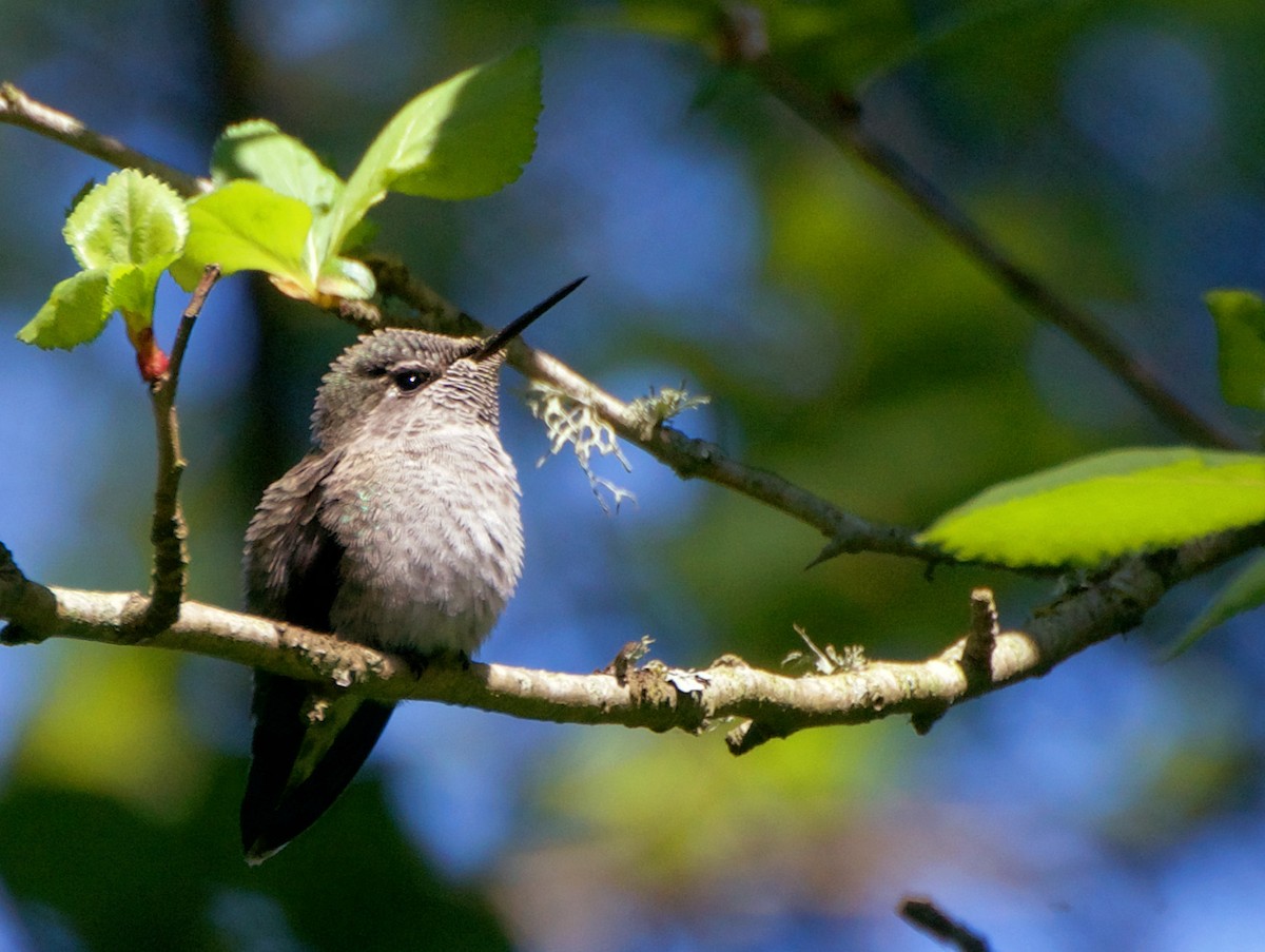 Anna's Hummingbird - ML619299144