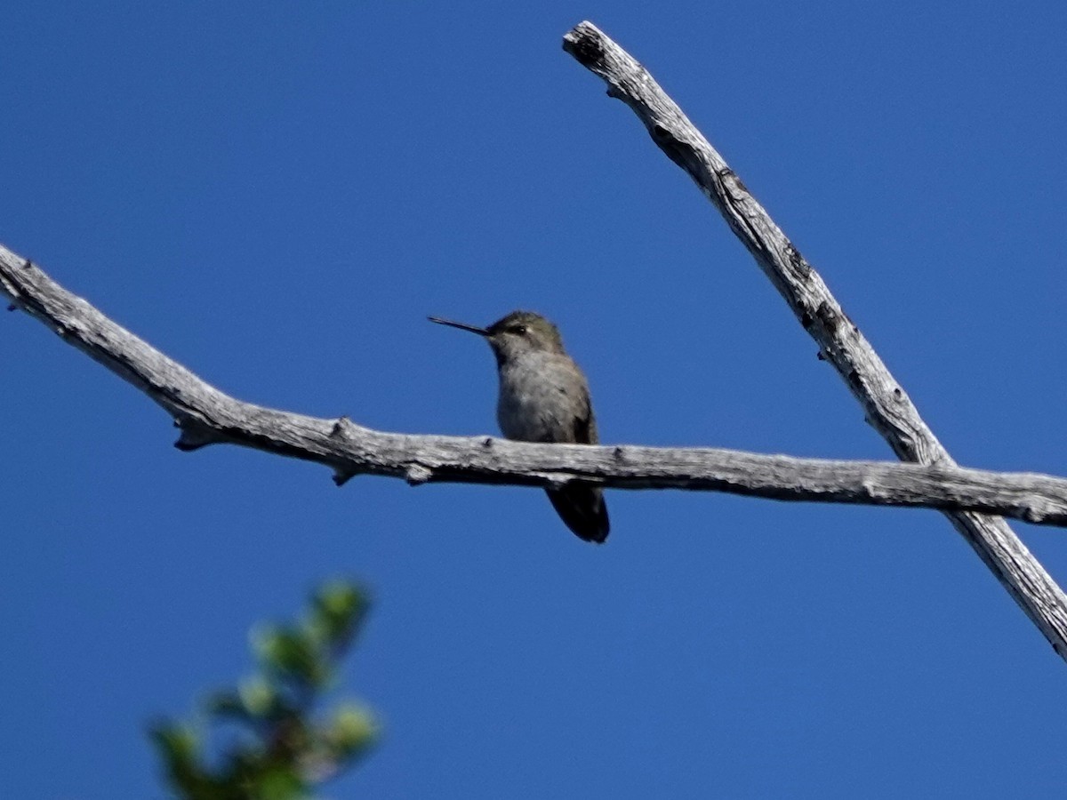 Anna's Hummingbird - ML619299156