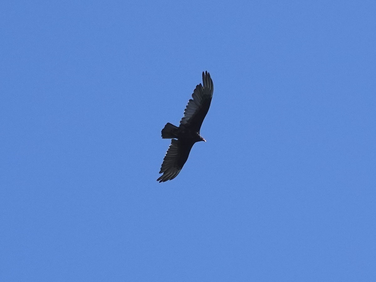 Turkey Vulture - ML619299163