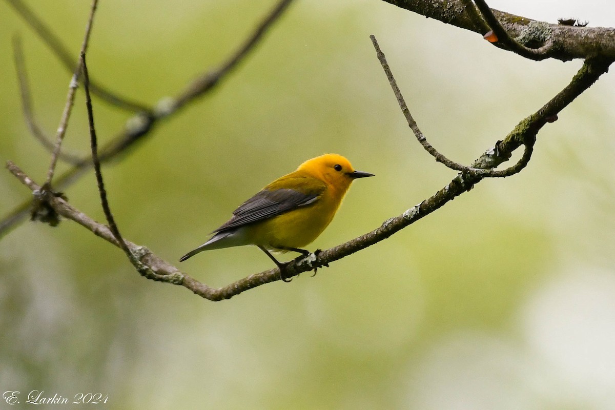 Prothonotary Warbler - ML619299178