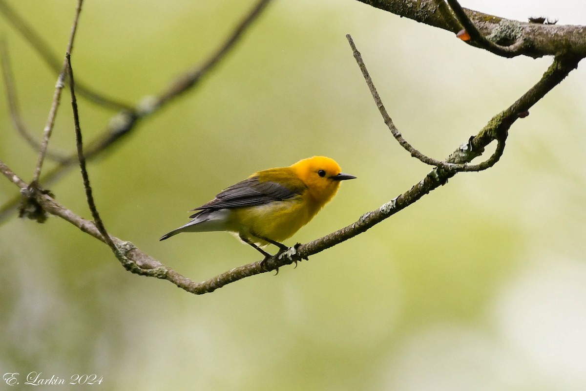 Prothonotary Warbler - ML619299179