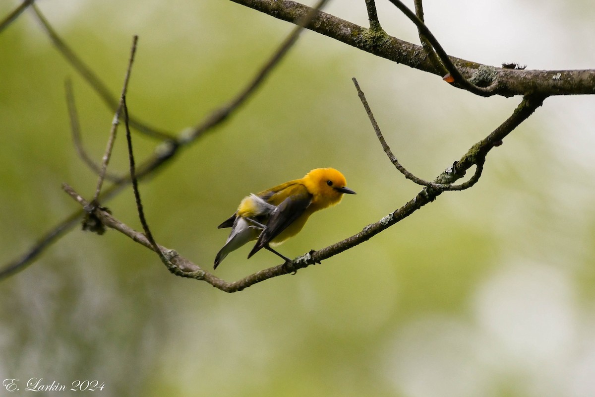 Prothonotary Warbler - ML619299180