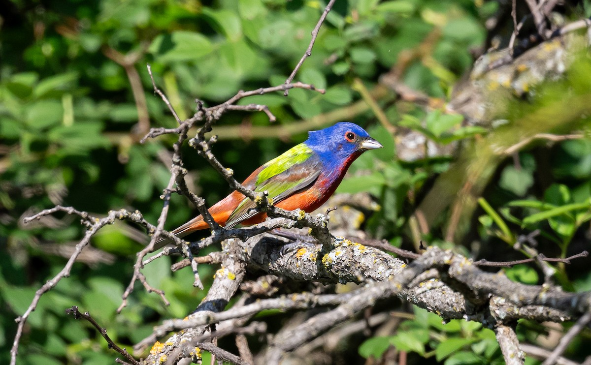 Painted Bunting - ML619299182