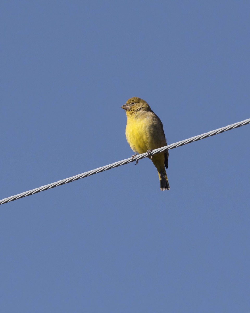 Puna Yellow-Finch - ML619299190