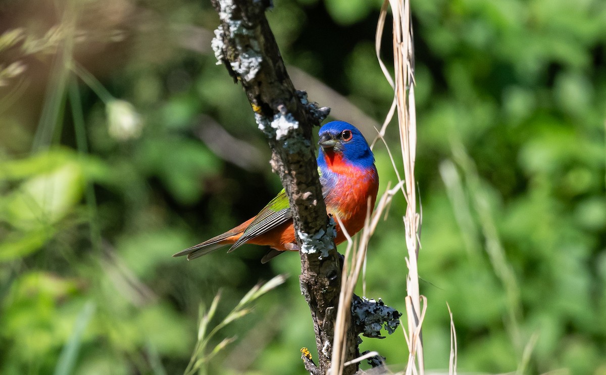 Painted Bunting - ML619299194