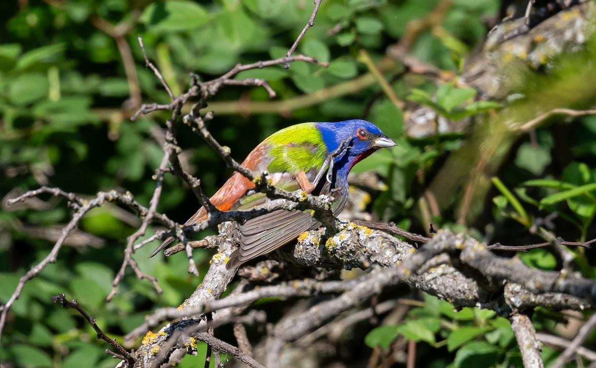Painted Bunting - ML619299197