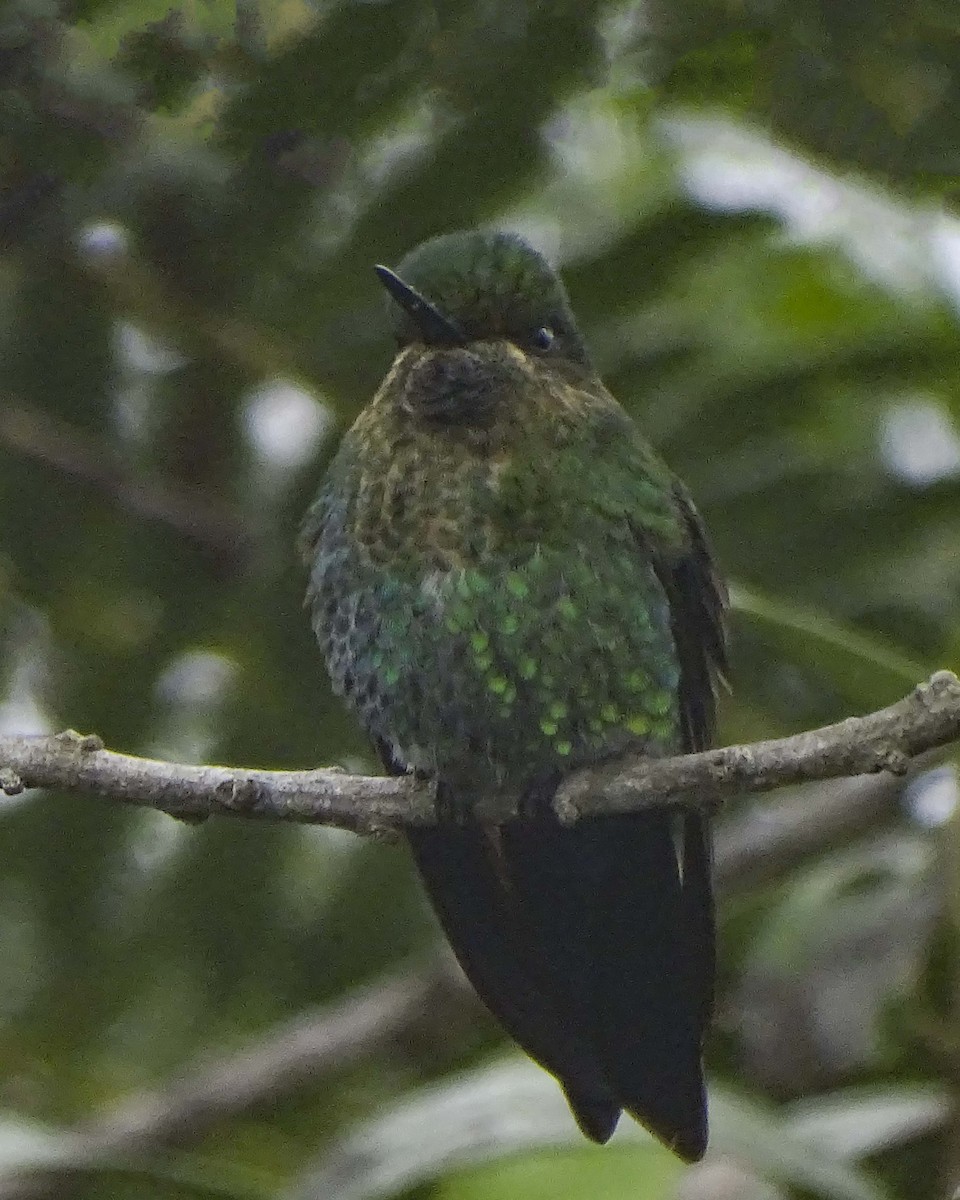 kolibřík drobný - ML619299209