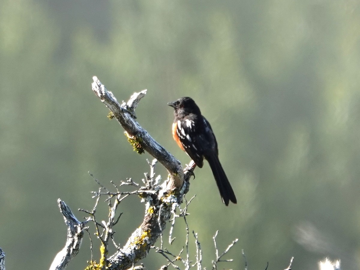Spotted Towhee - ML619299230