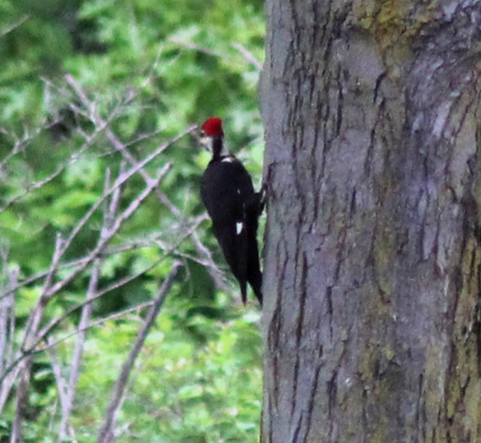 Pileated Woodpecker - ML619299243