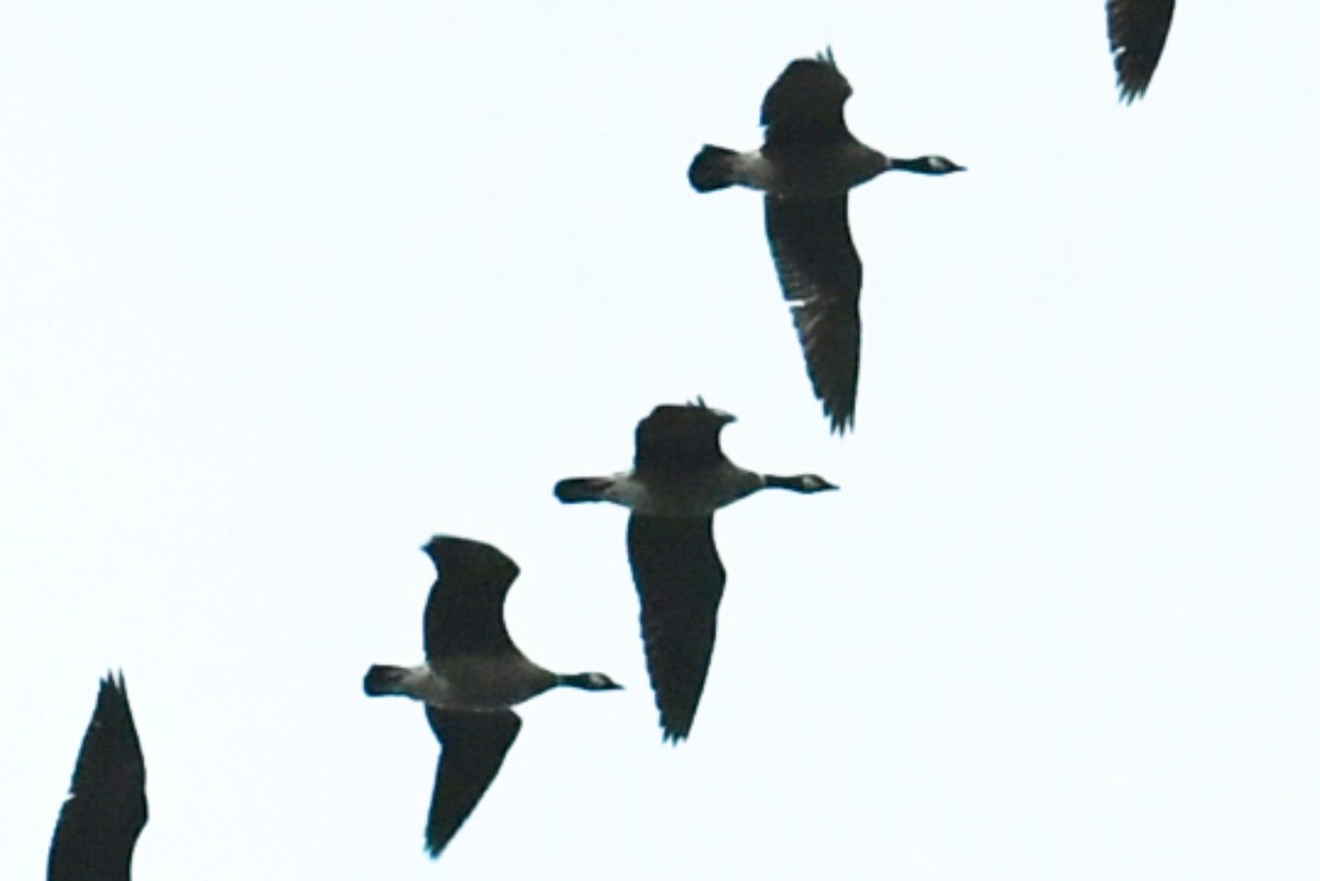 Cackling Goose (Aleutian) - ML619299252