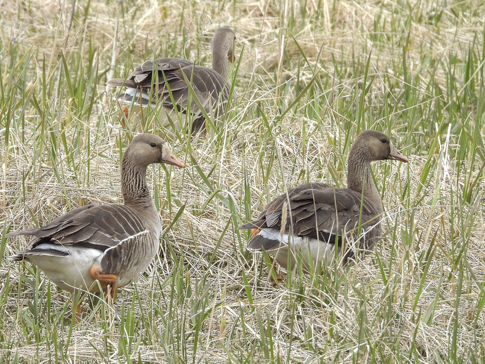 Greater White-fronted Goose - ML619299285