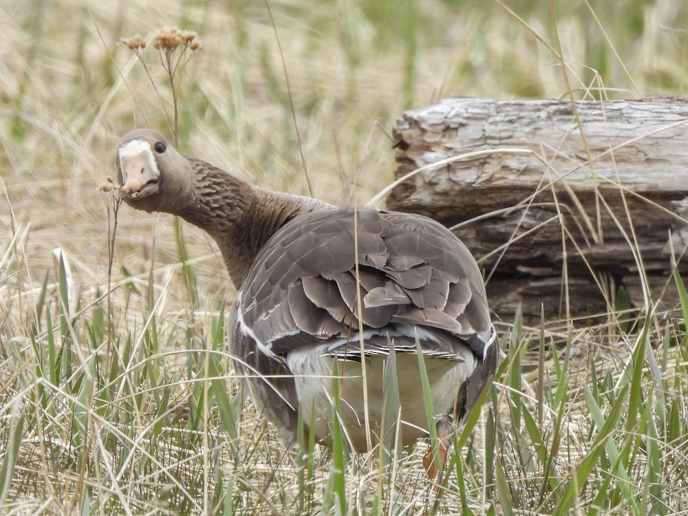 Greater White-fronted Goose - ML619299286