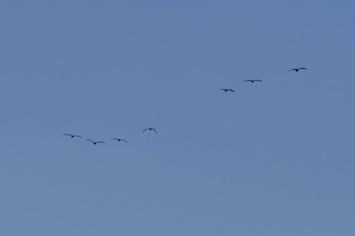 ibis andský - ML619299341