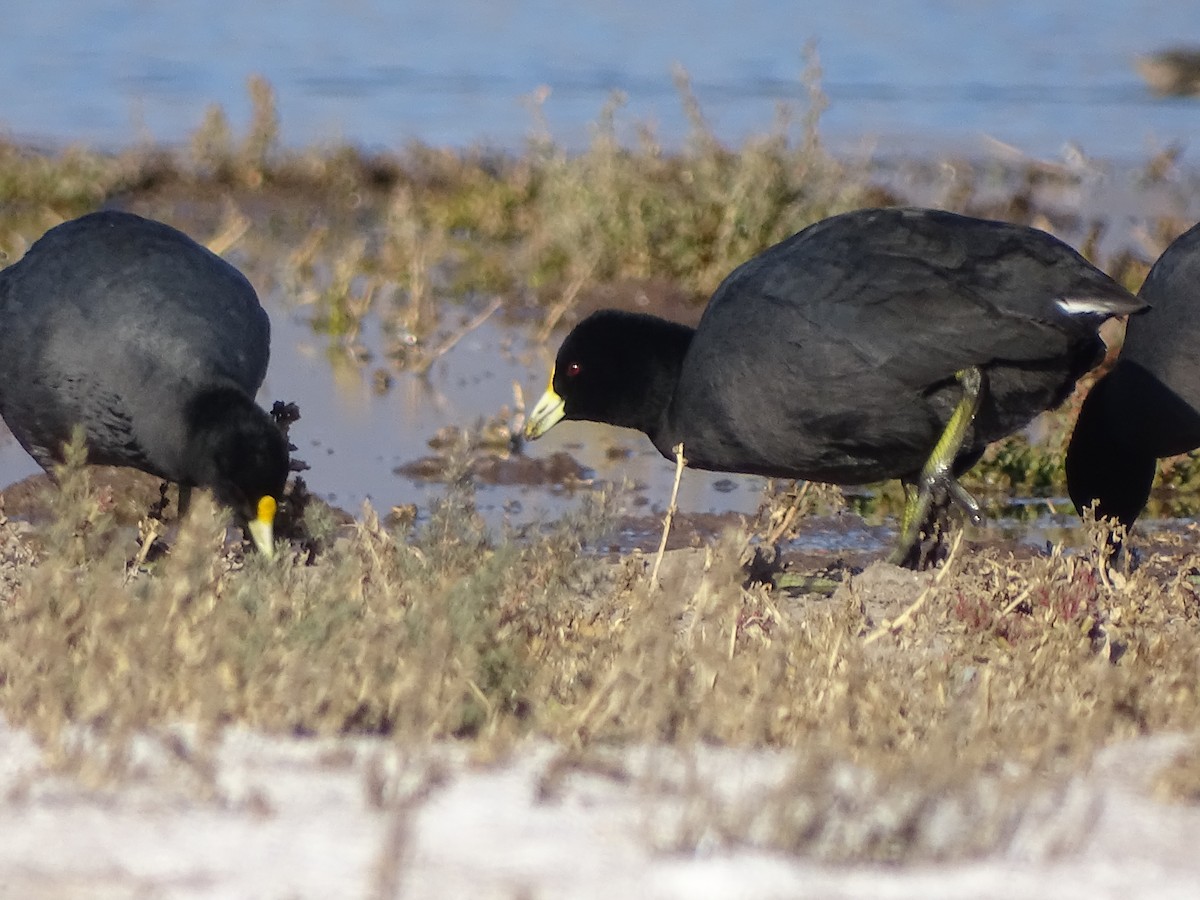 White-winged Coot - ML619299342