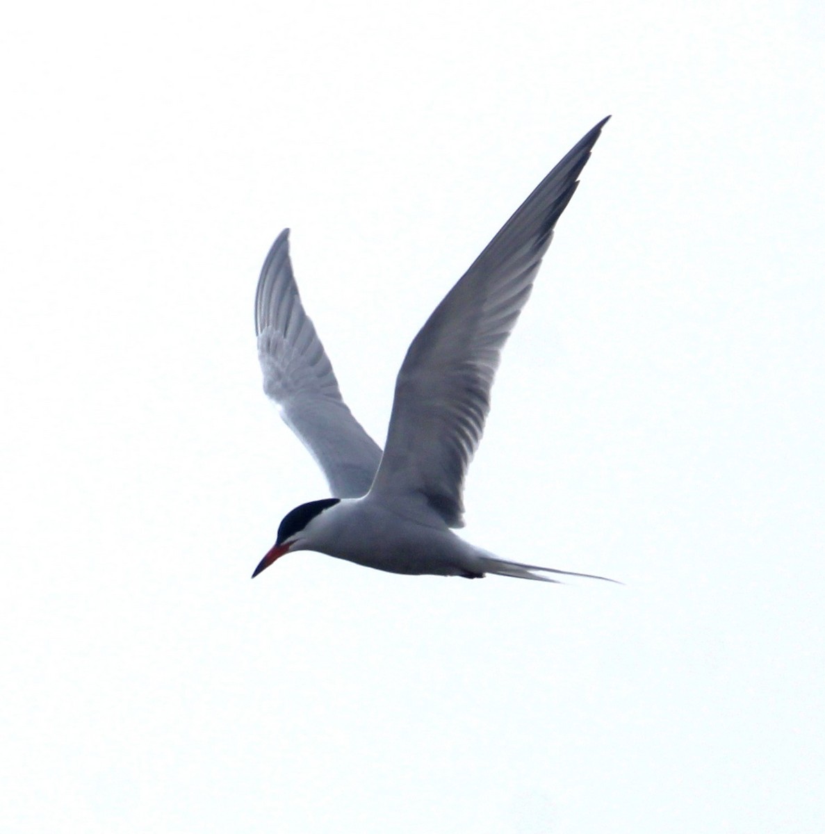 Common Tern - ML619299397