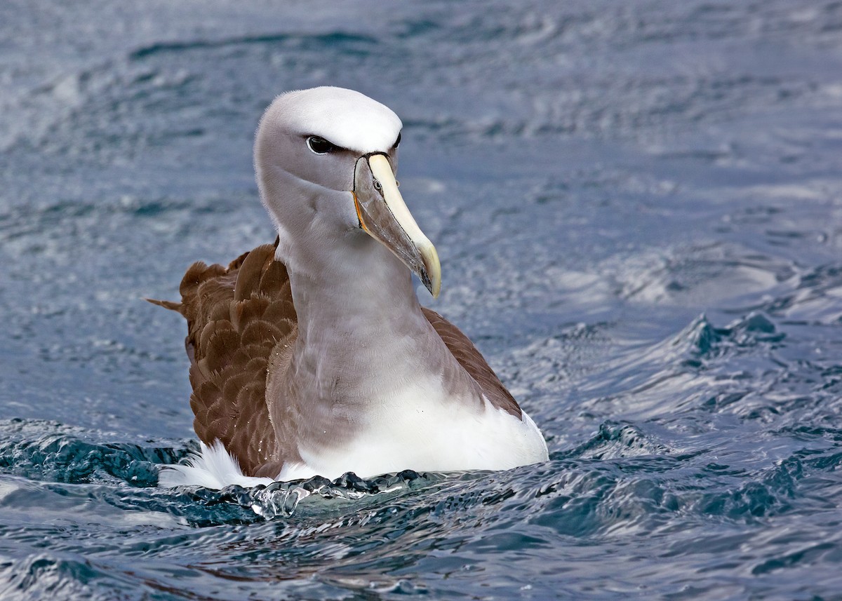 albatros snarský - ML619299419