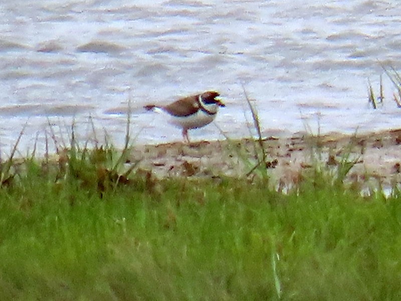 Semipalmated Plover - ML619299458
