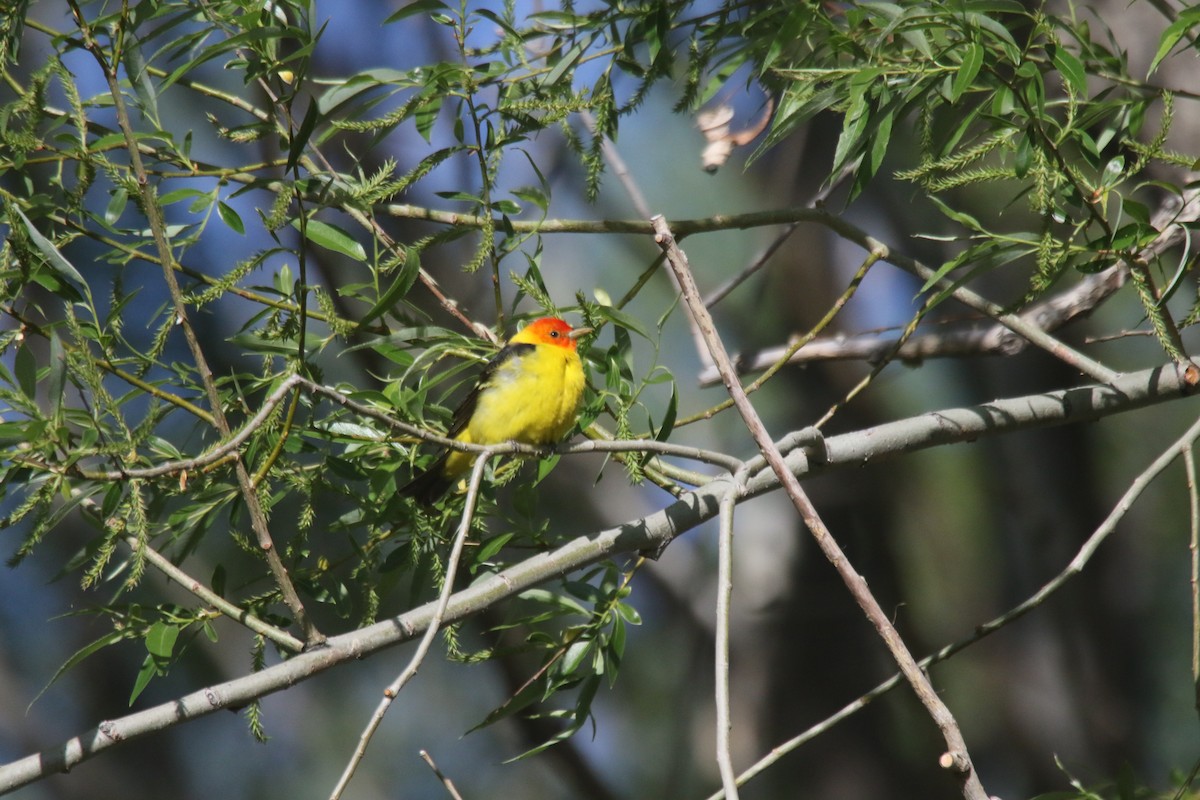 Western Tanager - ML619299526