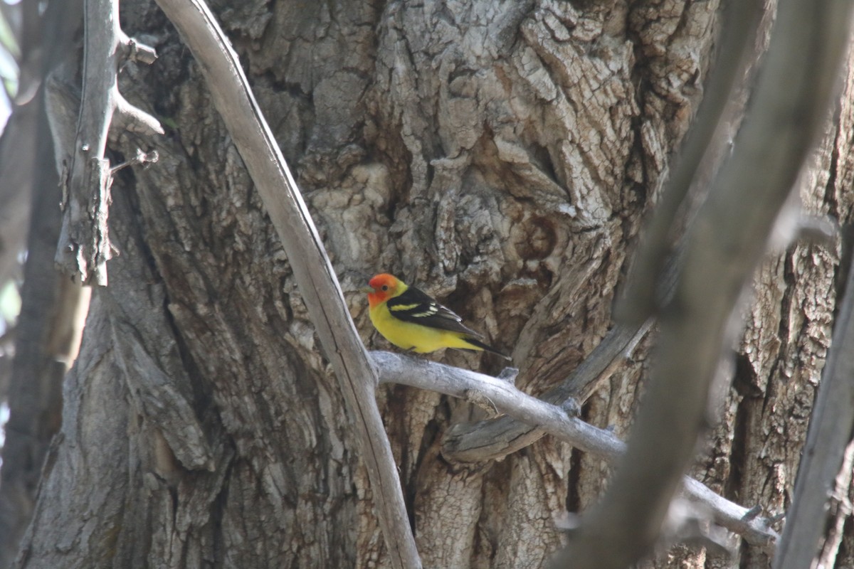 Western Tanager - ML619299533