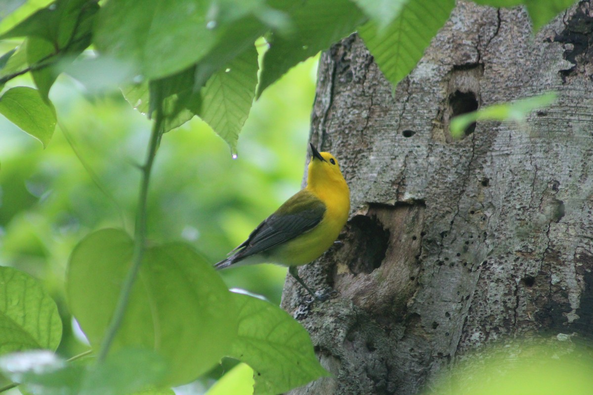 Prothonotary Warbler - ML619299534