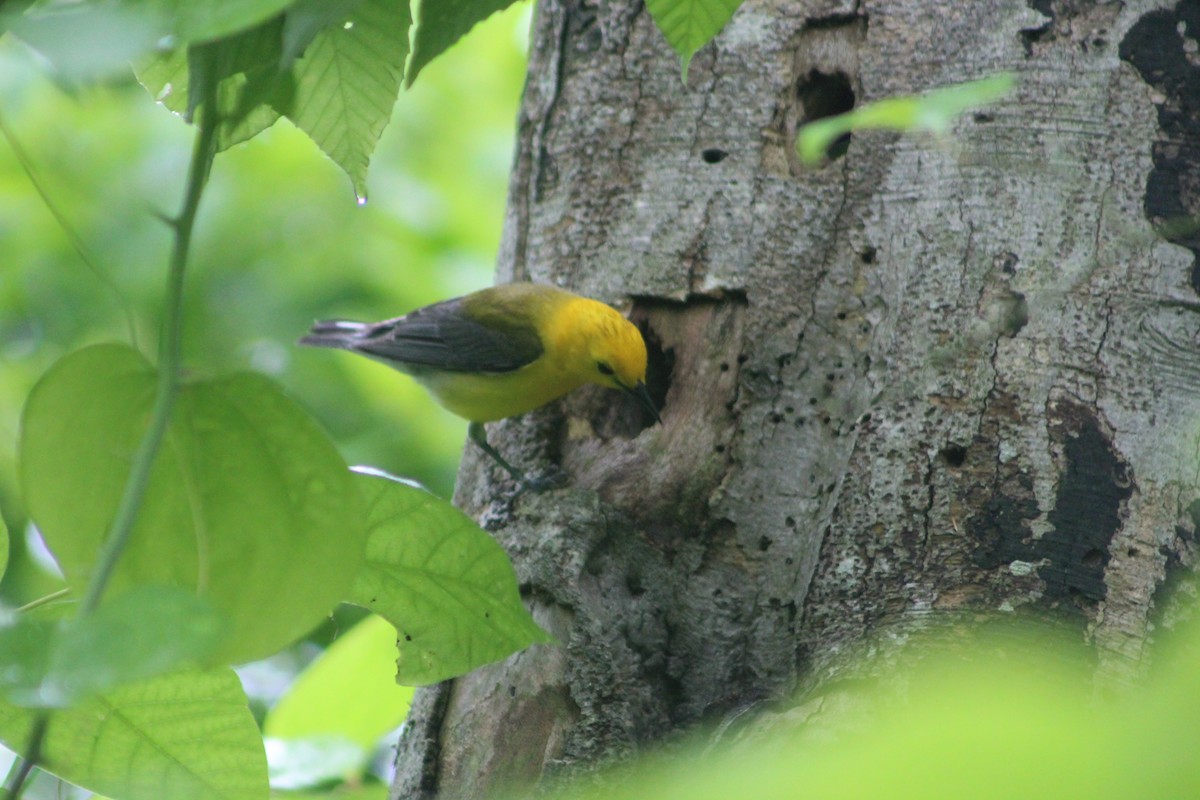 Prothonotary Warbler - ML619299535