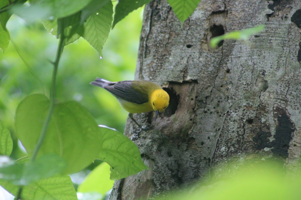 Prothonotary Warbler - ML619299536