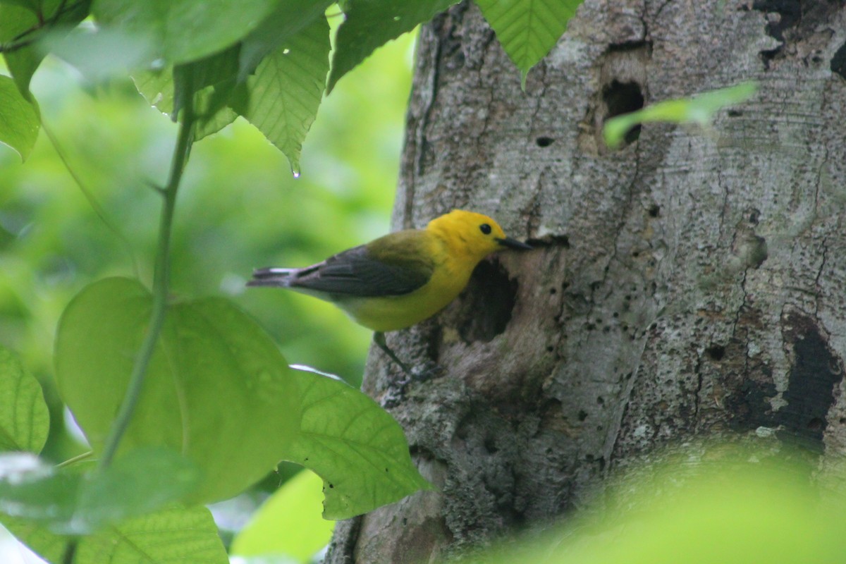 Prothonotary Warbler - ML619299537