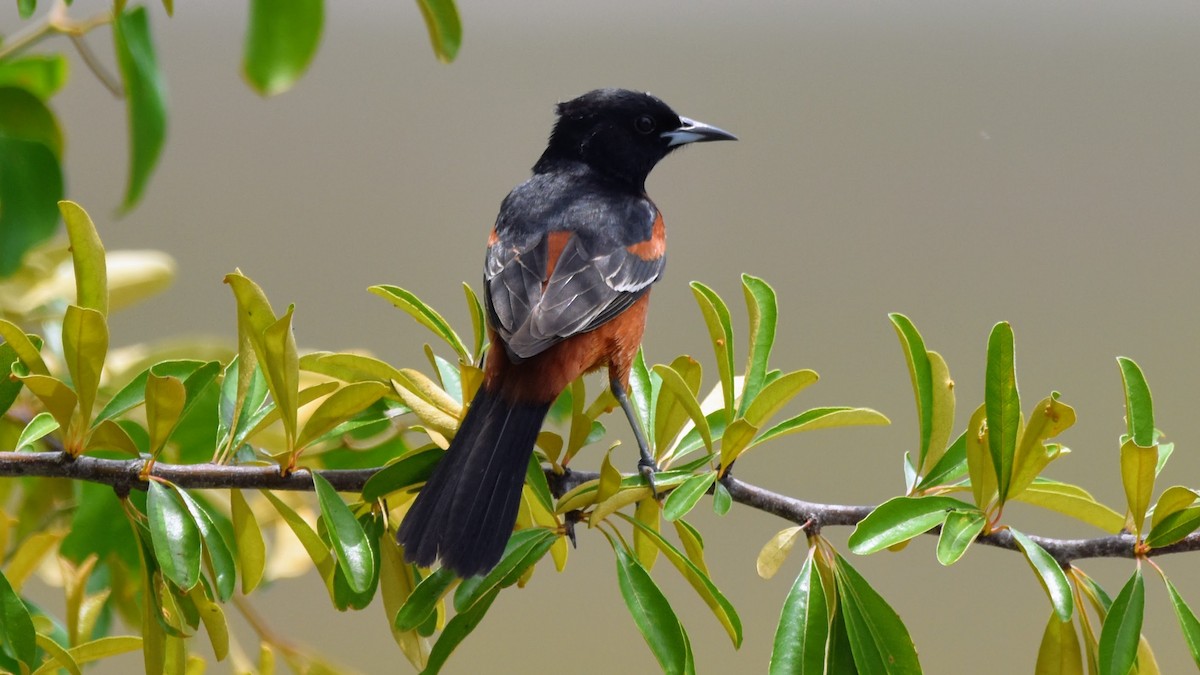 Orchard Oriole - ML619299616