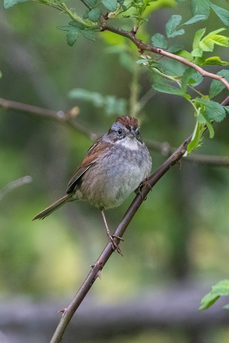 Swamp Sparrow - ML619299623