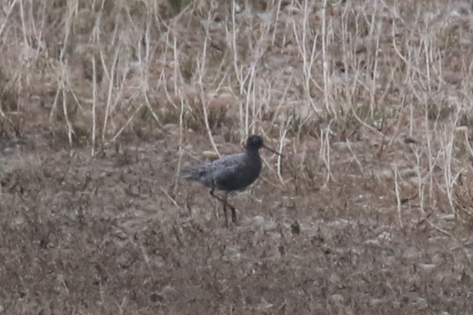 Spotted Redshank - ML619299654