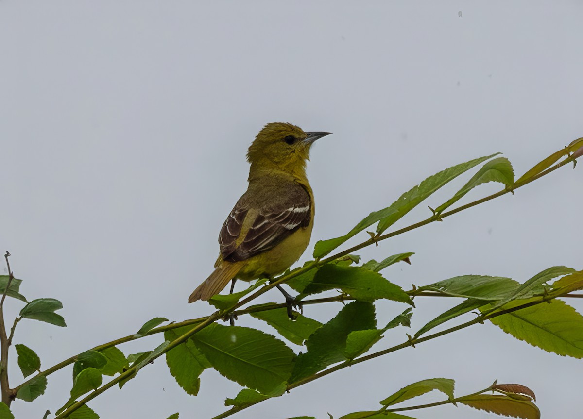 Orchard Oriole - ML619299667