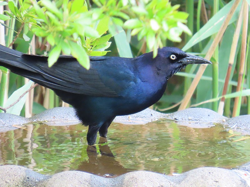 Boat-tailed Grackle - ML619299694