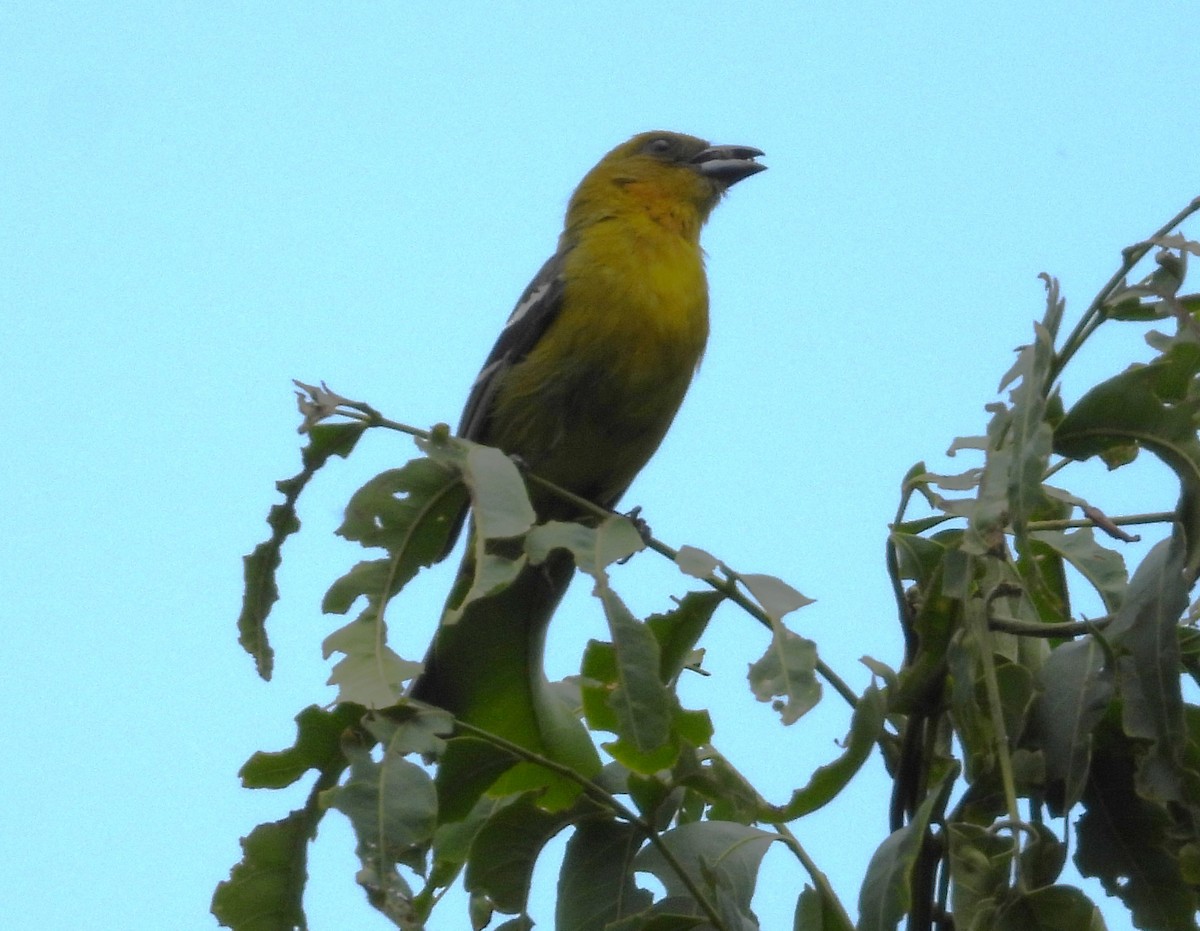 White-winged Tanager - ML619299698