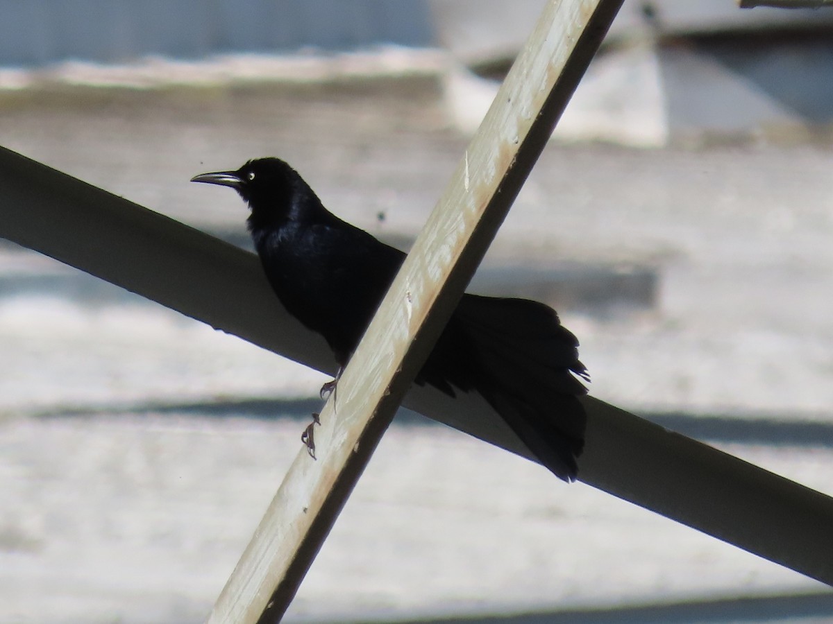 Great-tailed Grackle - ML619299708