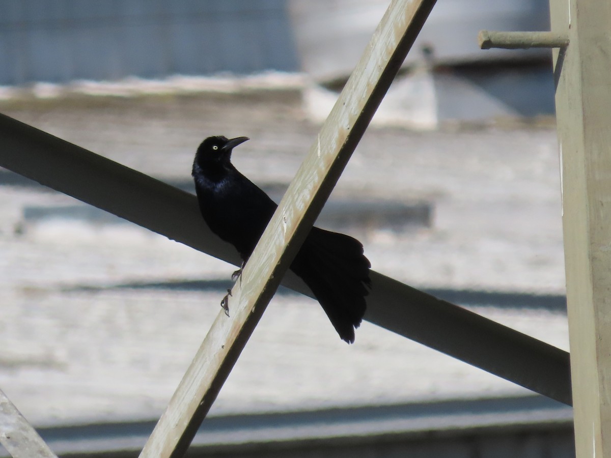 Great-tailed Grackle - ML619299710