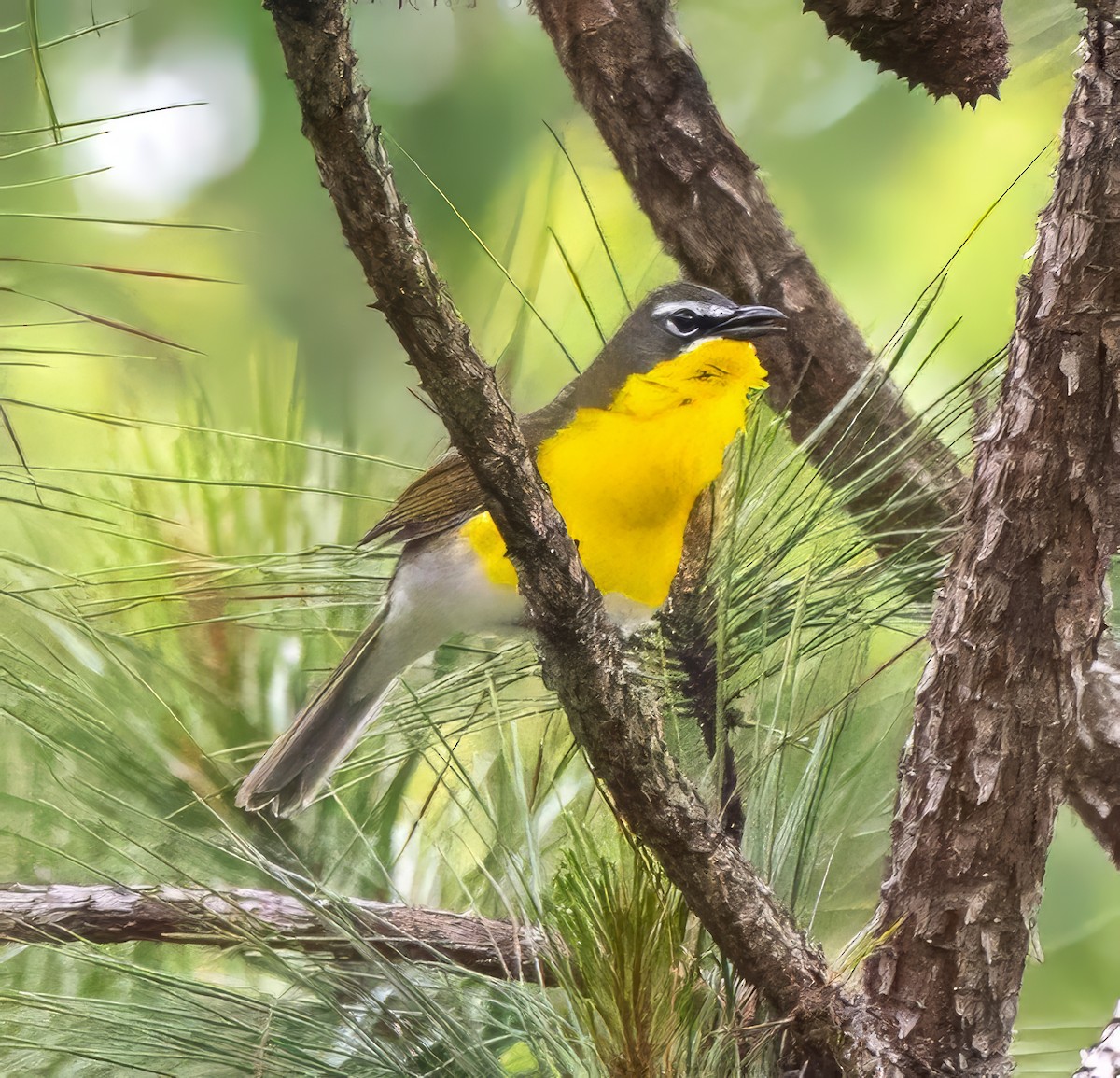 Yellow-breasted Chat - ML619299727