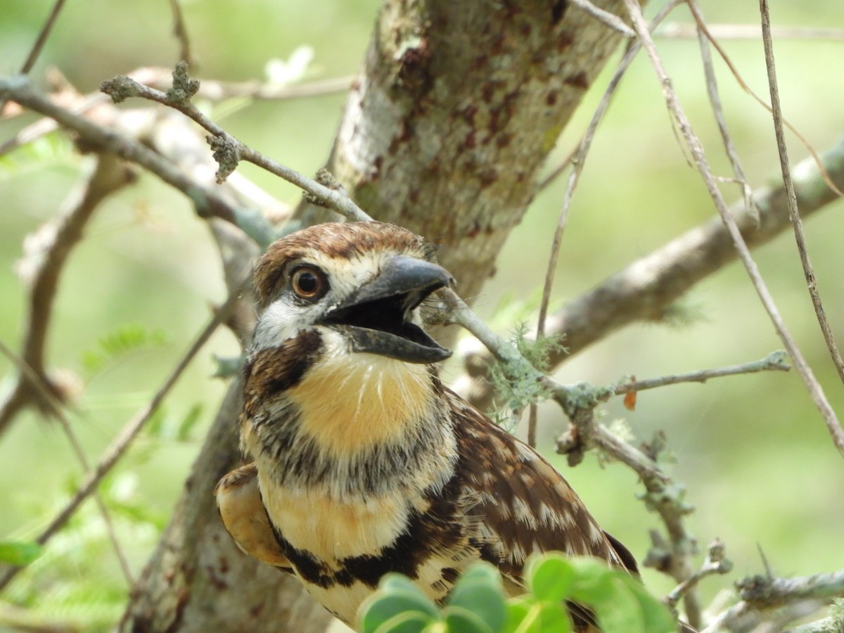 Two-banded Puffbird - ML619299784