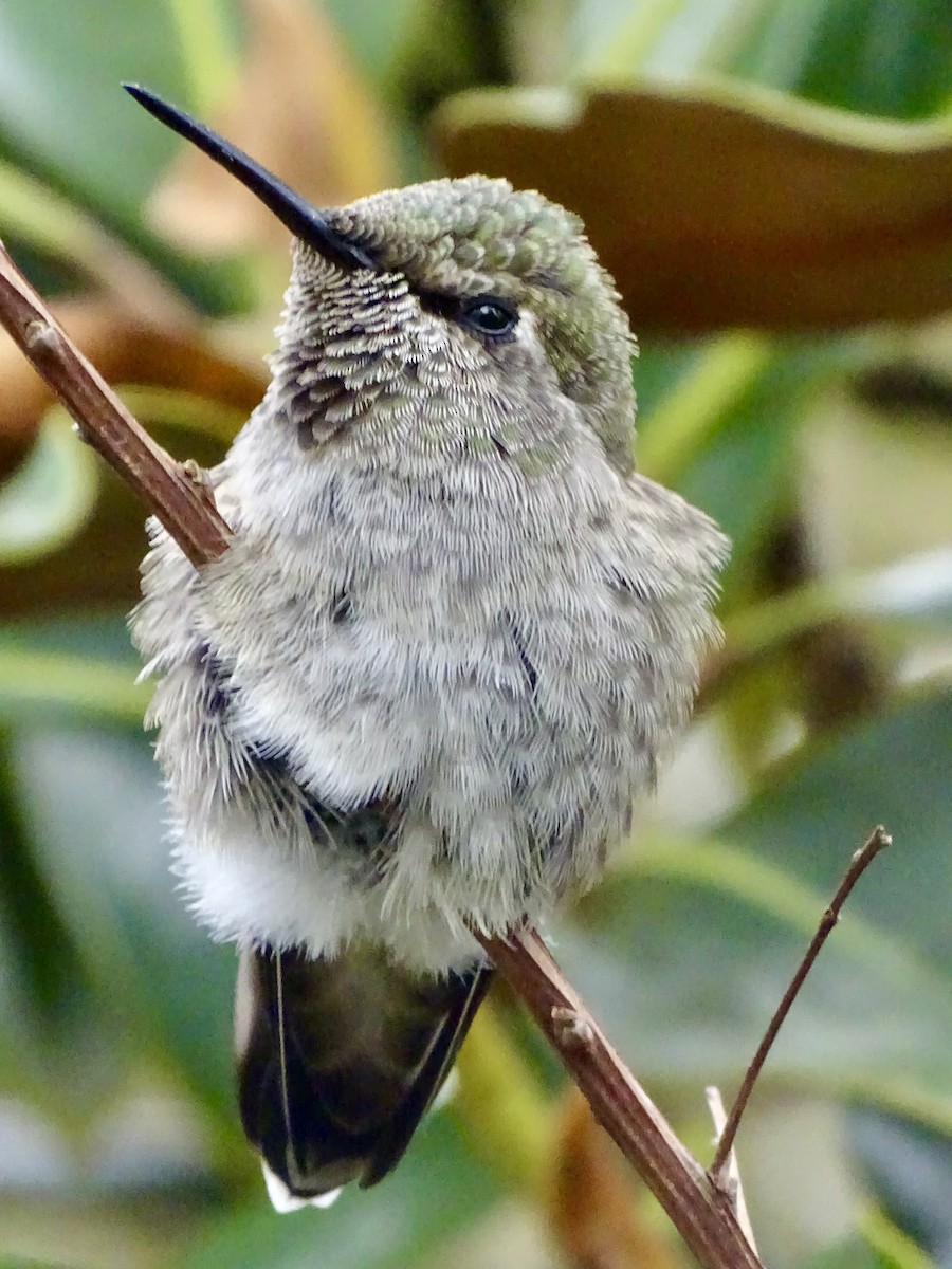 Anna's Hummingbird - ML619299822