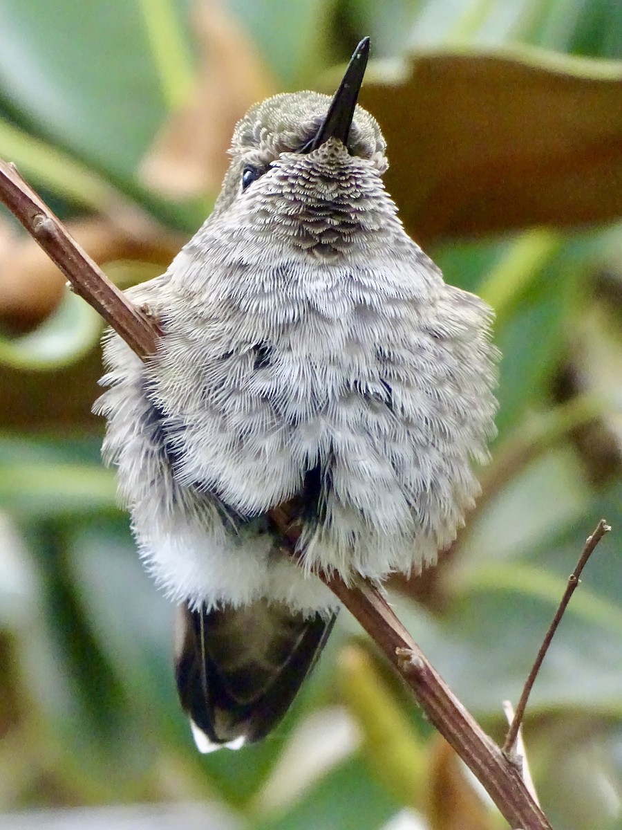 Anna's Hummingbird - ML619299823