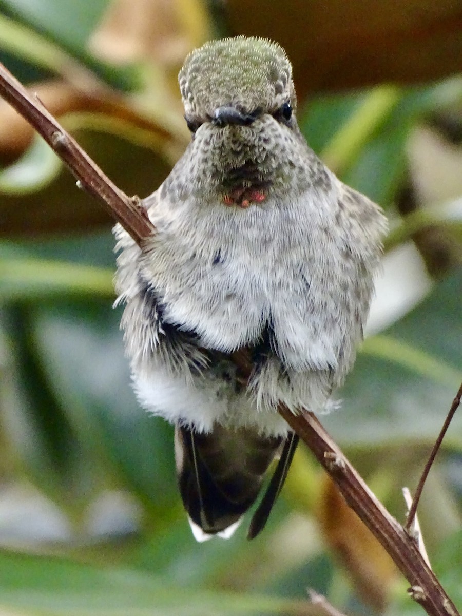 Anna's Hummingbird - ML619299824