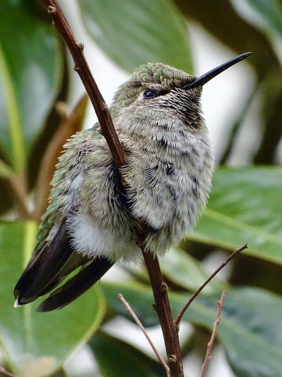 Anna's Hummingbird - ML619299825